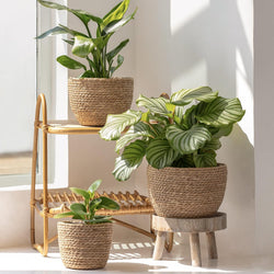 Seagrass Planter Pots – Set of 3